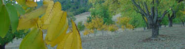 Walnut orchards in the autumn